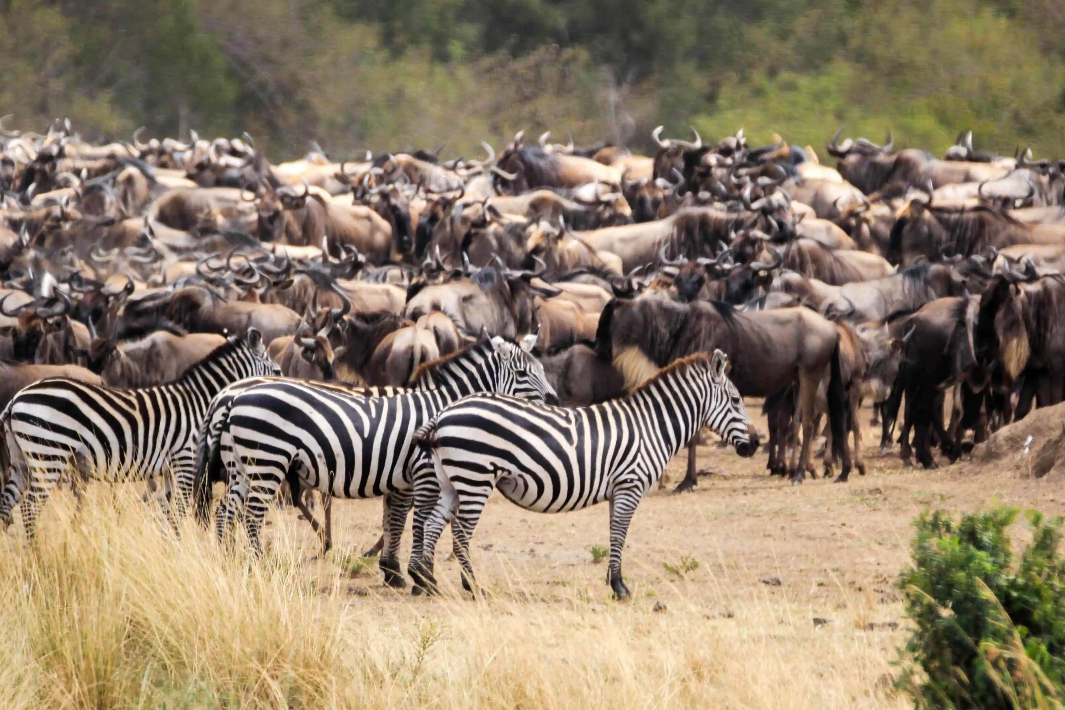 The great migration of African animals