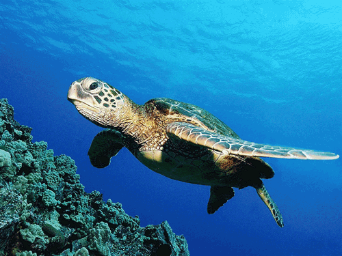 flip clock screen background of Beautiful Underwater World—Animals(GIF)