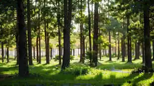 flip clock screen background of Eye-Protecting Screen Saver Wallpaper - Forest