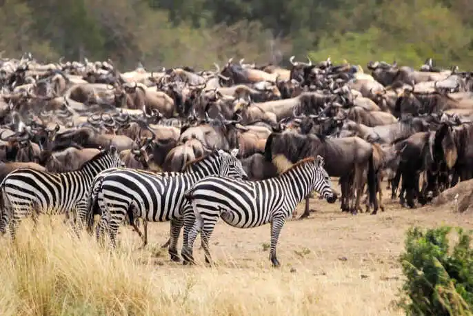 flip clock screen background of The great migration of African animals