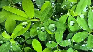 flip clock screen background of Leaf and water drop